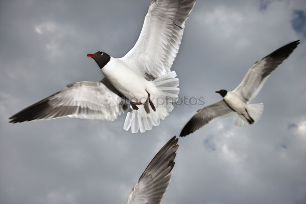 Similar – Image, Stock Photo landing approach Seagull