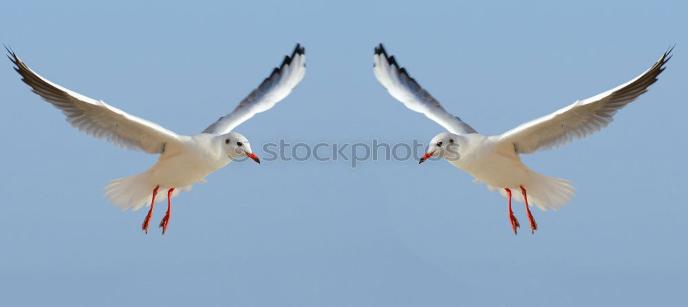 Similar – Image, Stock Photo in a row without a link : Silver-headed seagulls ( Larus novaehollandia )