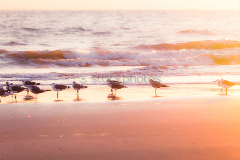 Similar – Seagulls on the beach of Binz, Island of Rügen