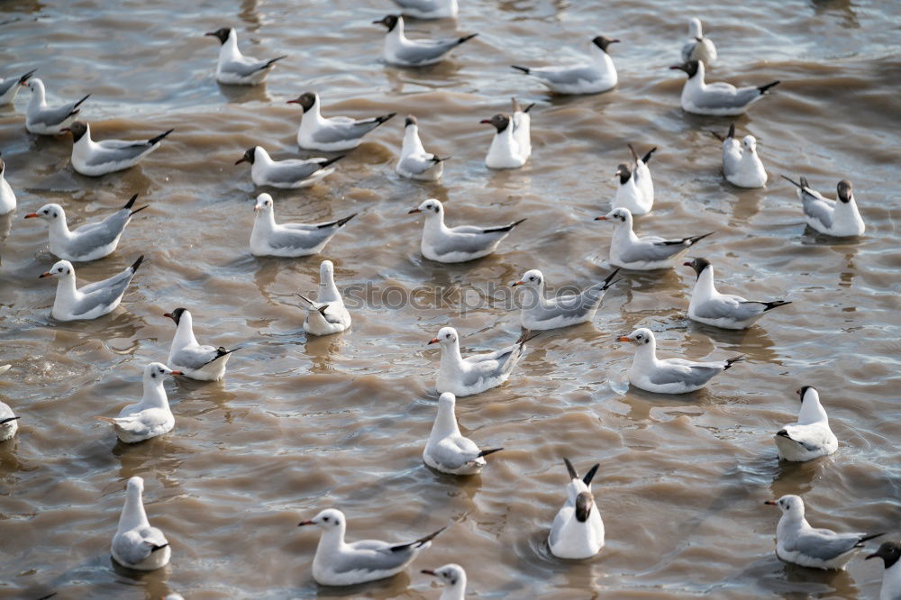 Similar – Schaulaufen Natur Wasser