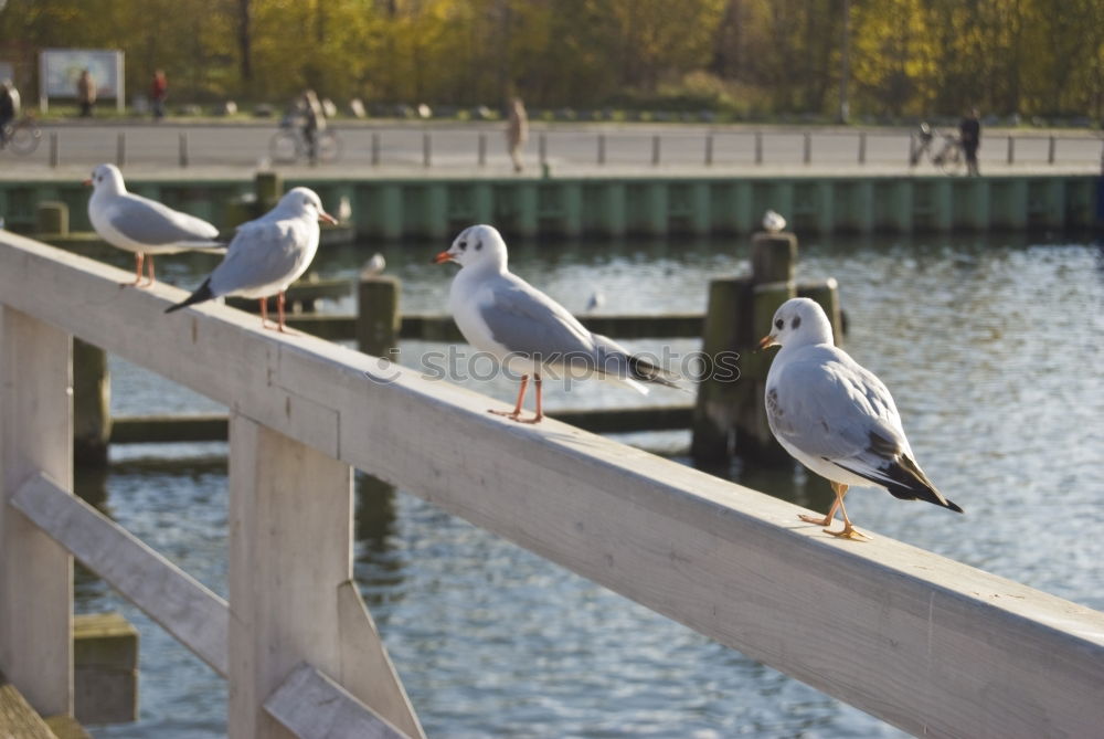 Similar – Image, Stock Photo Bird as pile seater