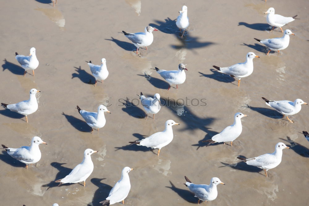 Similar – Vogel-Strauß-Nachahmer