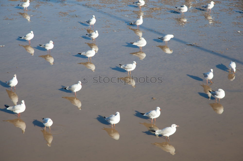 Similar – Schaulaufen Natur Wasser