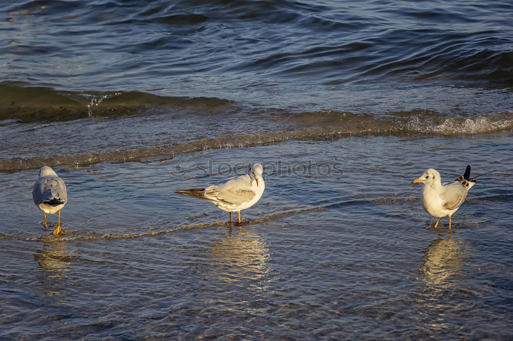 Similar – Image, Stock Photo The three seagulls Nature