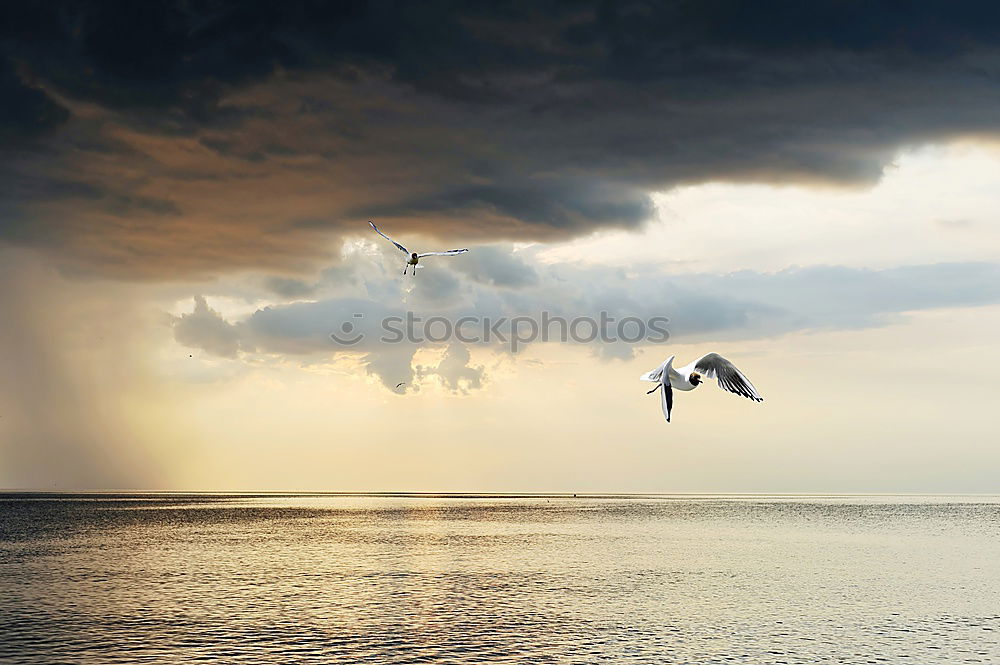 Similar – Image, Stock Photo summer Windsurfing