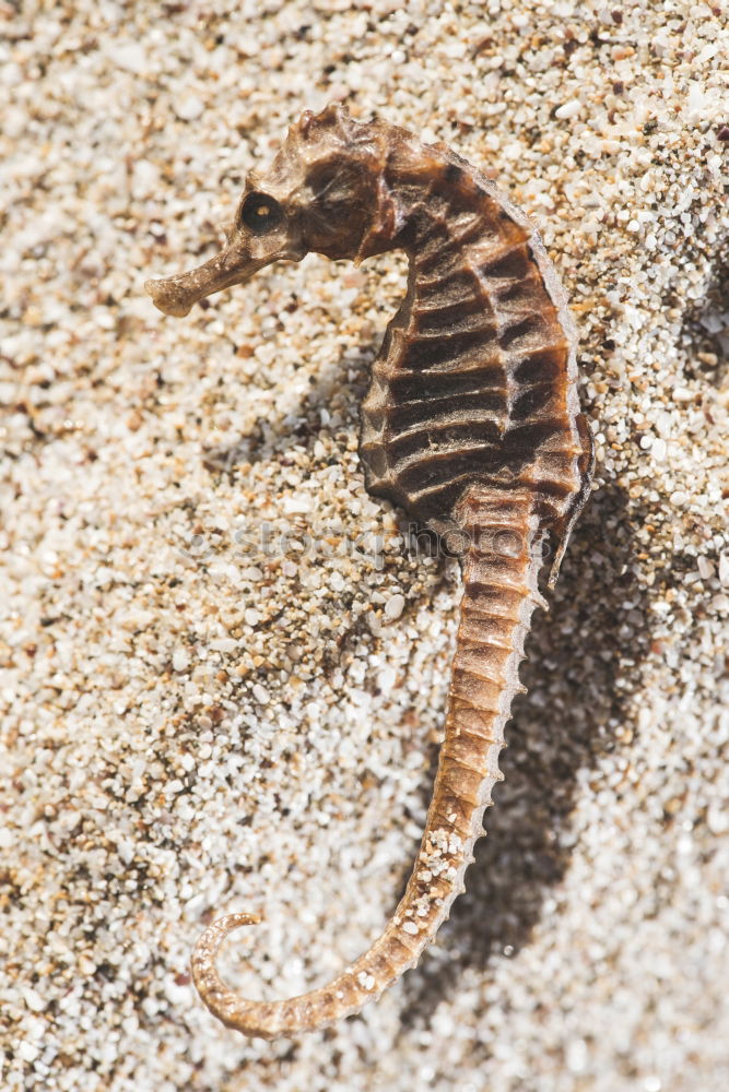 Similar – Image, Stock Photo snail Animal Snail 1 Stone