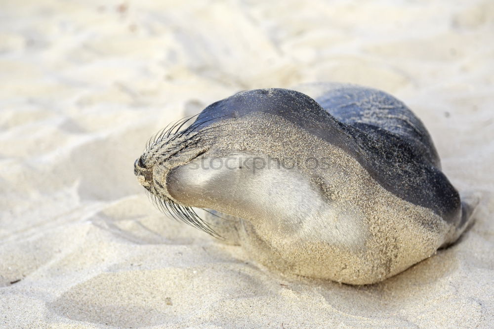 beach shell Mussel Beach