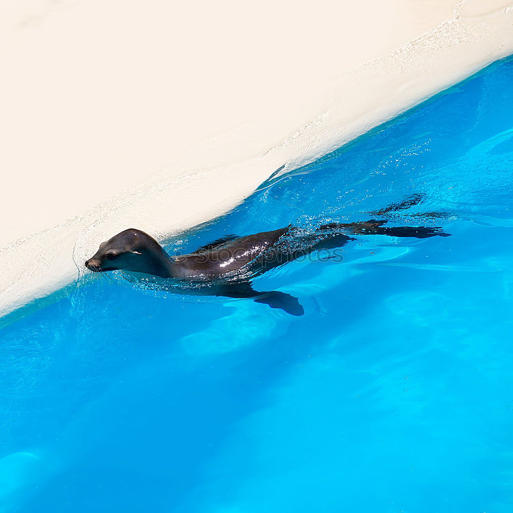 Similar – footbath Swimming pool