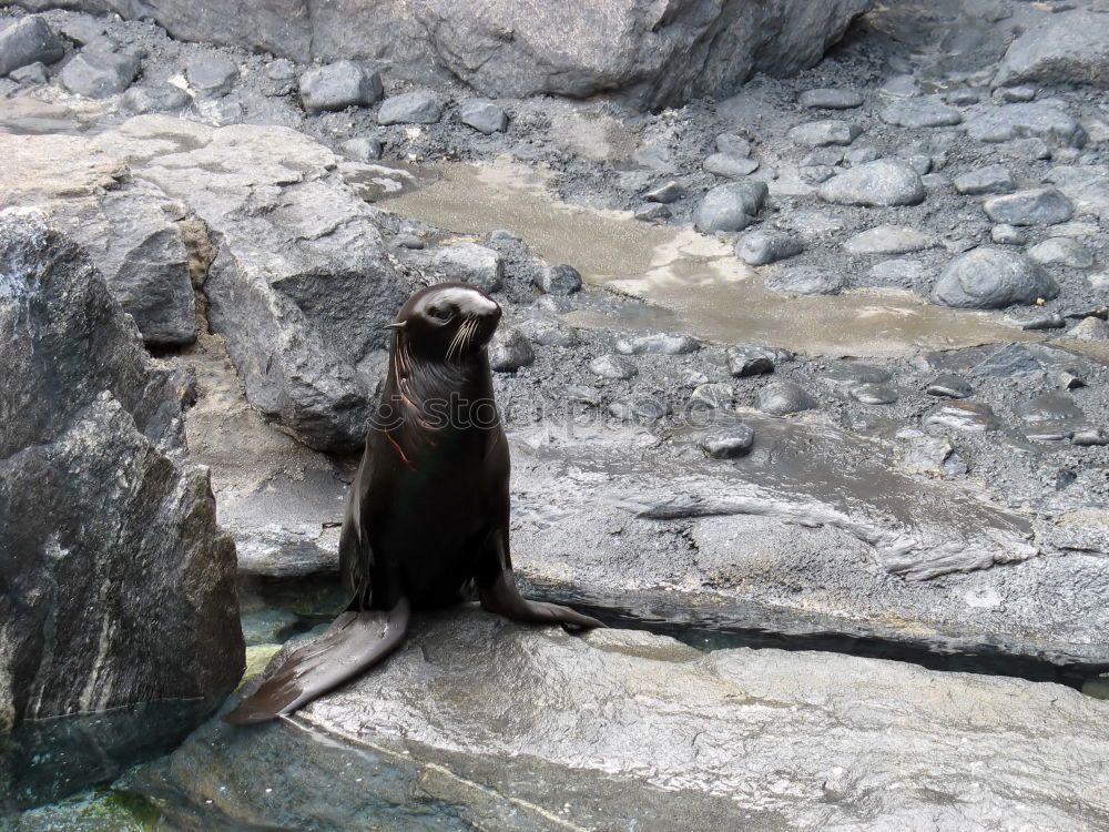 Similar – Foto Bild pinguin/2 Pinguin kalt Zoo