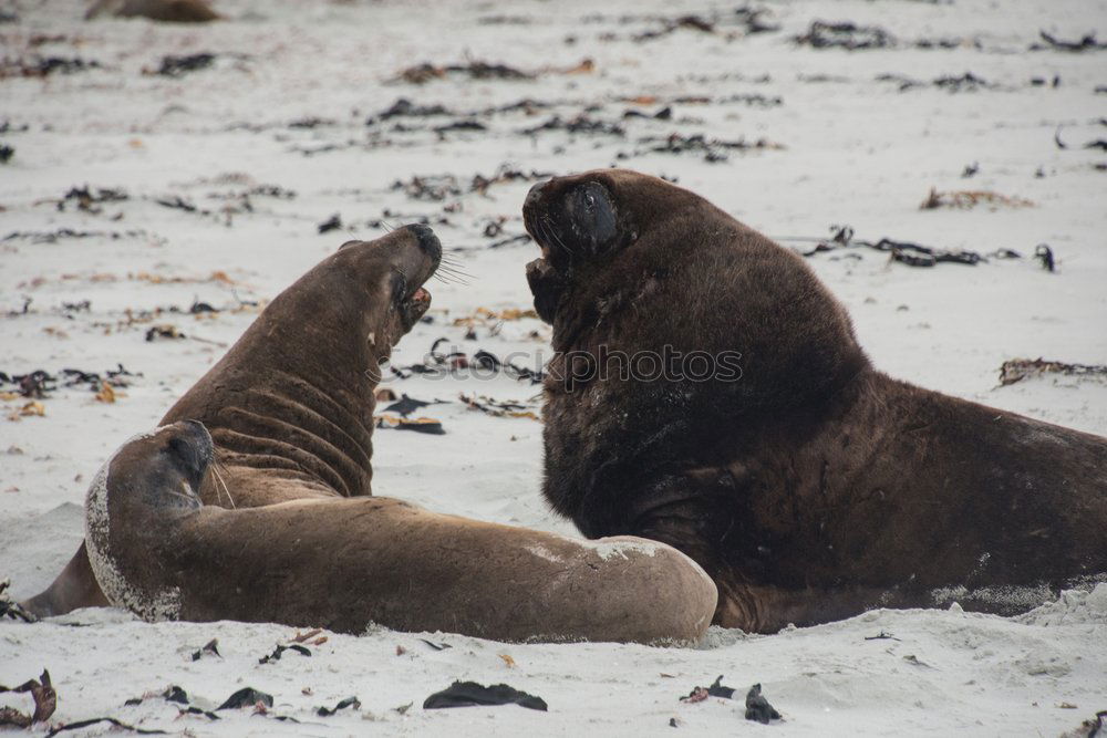 Similar – Cheeky seal Animal