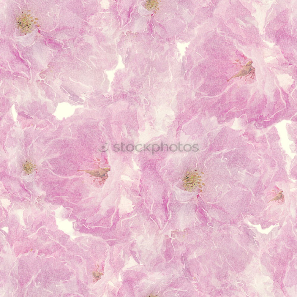 Similar – Pastell rosa Blumen Hintergrund