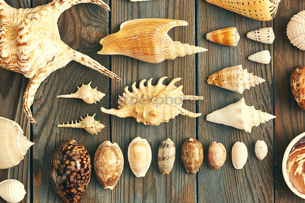 Similar – Image, Stock Photo Seafood assortment Food