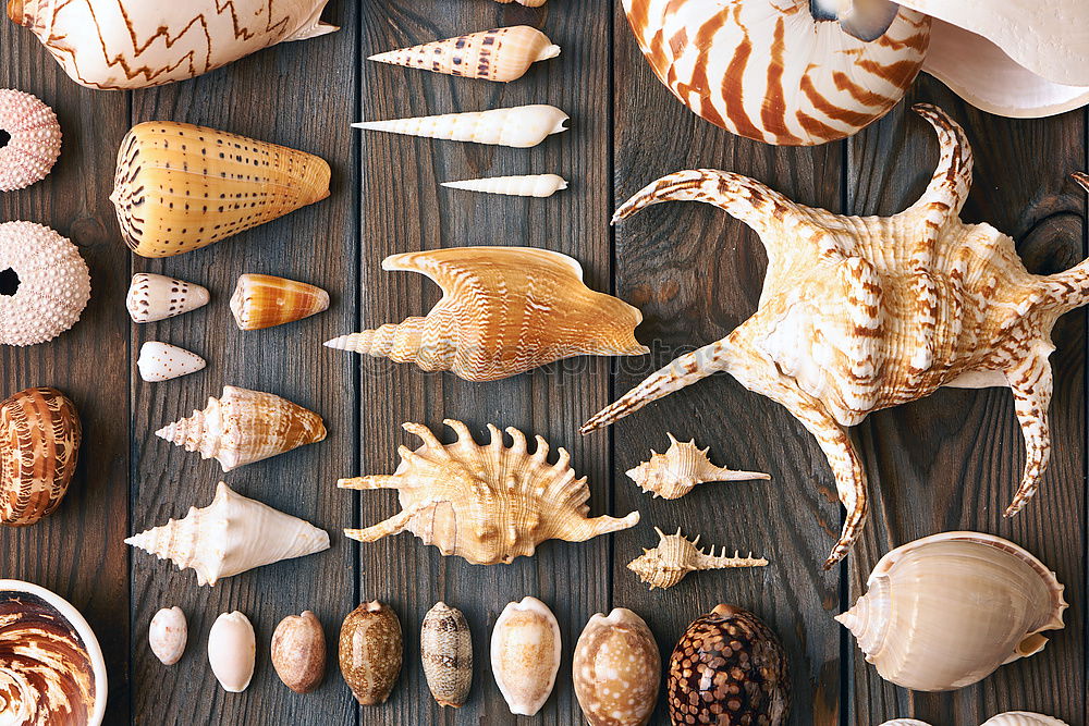 Similar – Image, Stock Photo Seafood assortment Food