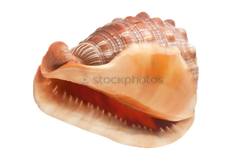 Similar – Image, Stock Photo hungry Shrimp Ocean Animal