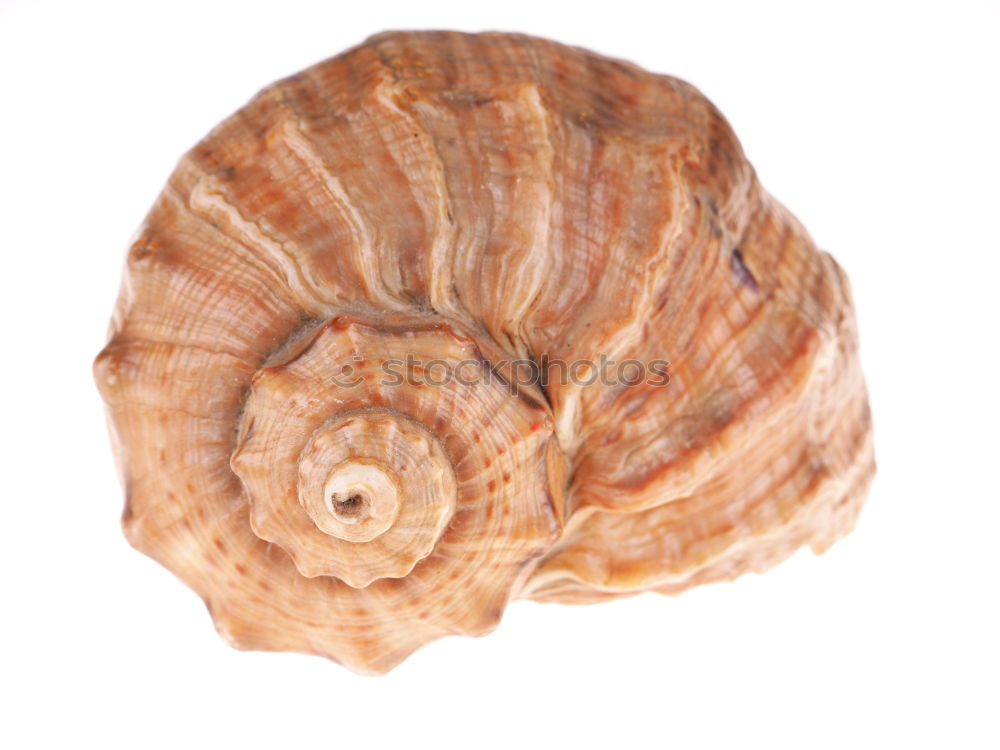 Similar – snail shell Snail