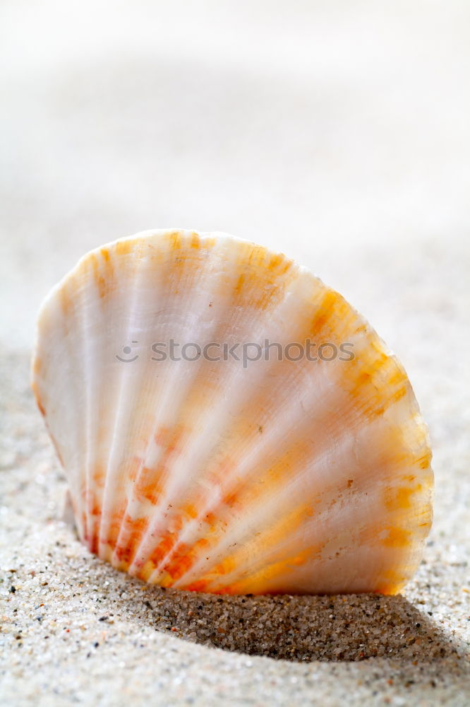 Similar – White shell on the beach