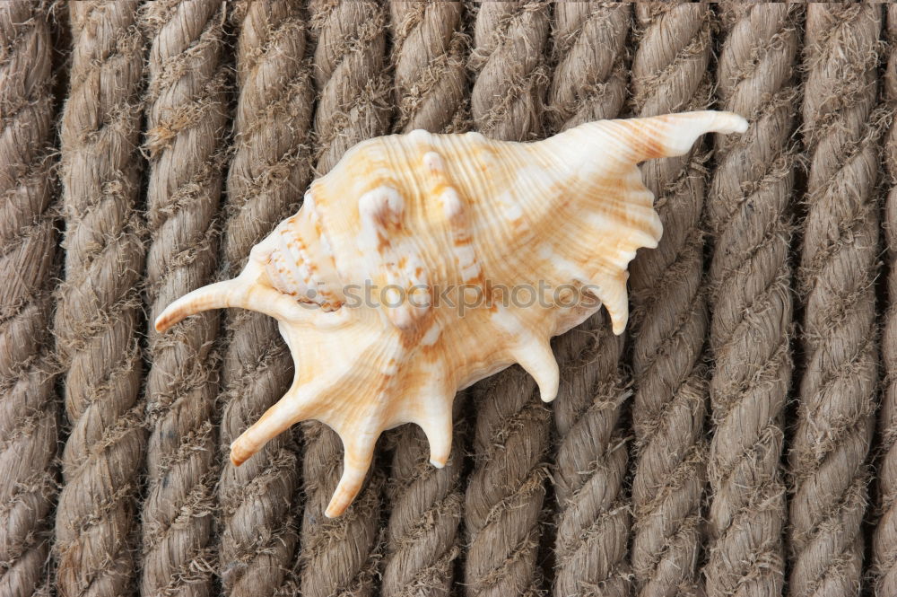 Similar – Macro of male and female chewing louse