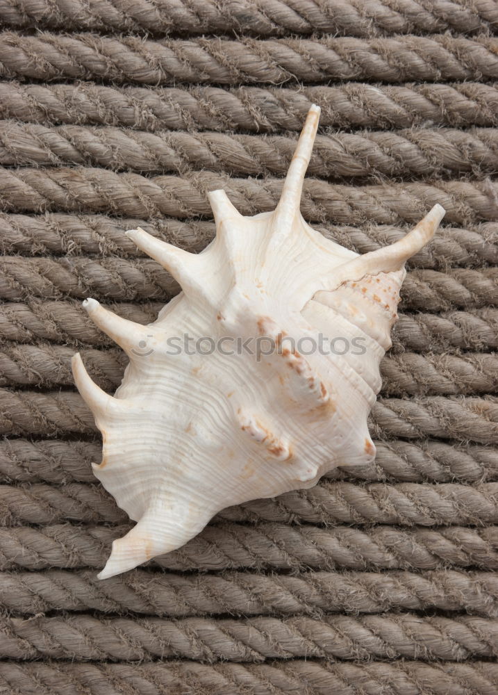 Similar – Macro of male and female chewing louse