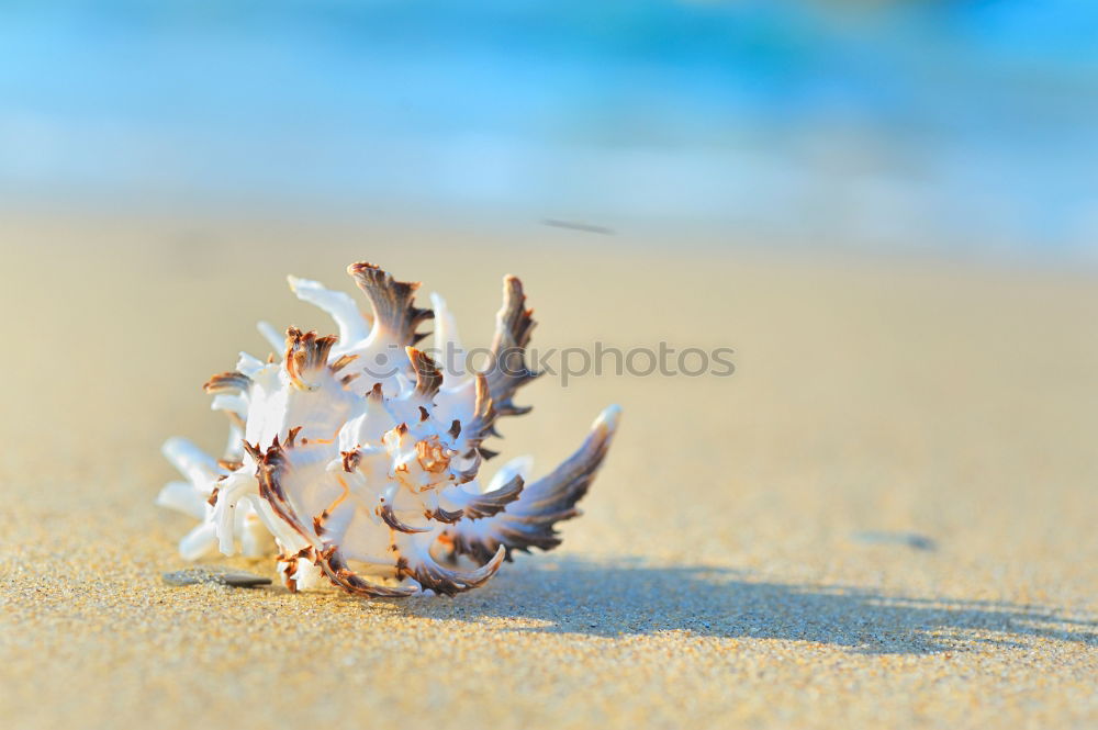 Similar – Image, Stock Photo Macro shot of shell at sand beach