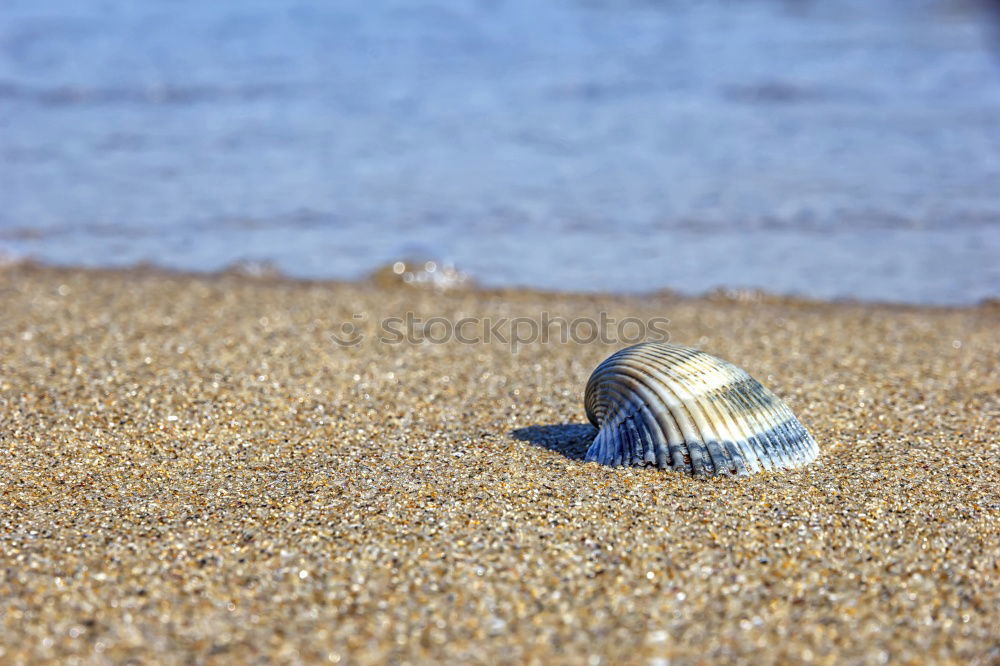 Similar – Strandspaziergang Farbfoto