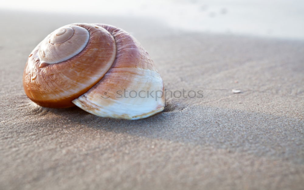 Similar – Strandspaziergang Farbfoto