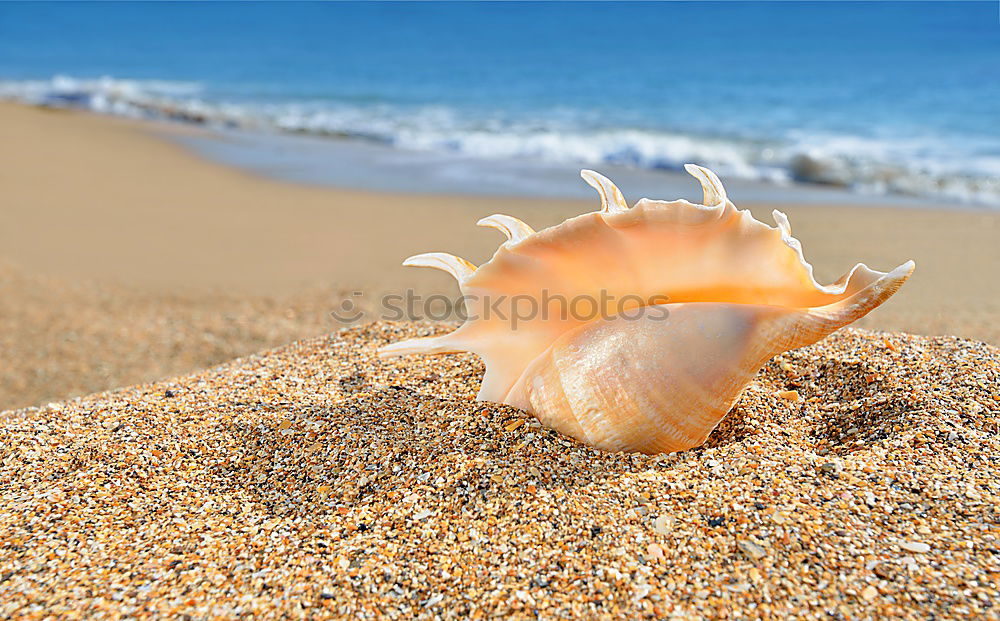 Similar – Foto Bild muschelschubser Meer