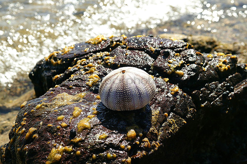 snail time Life Snail