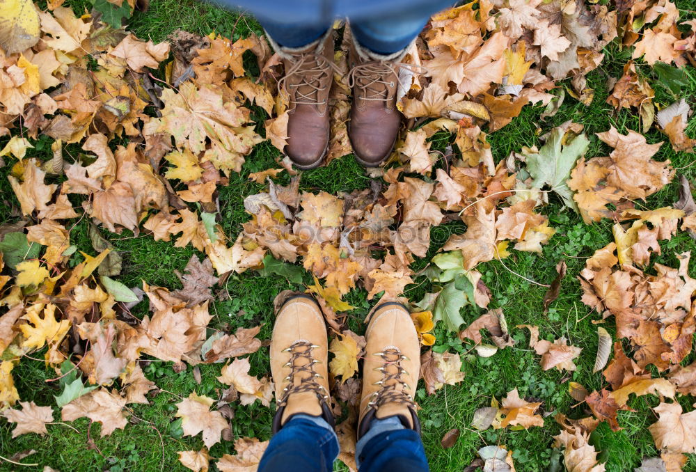 Similar – brown Autumn Cold Leaf Dry