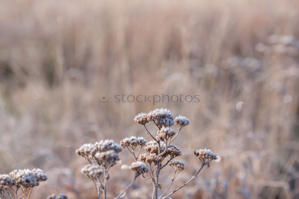 Similar – Image, Stock Photo Father Frost was there.