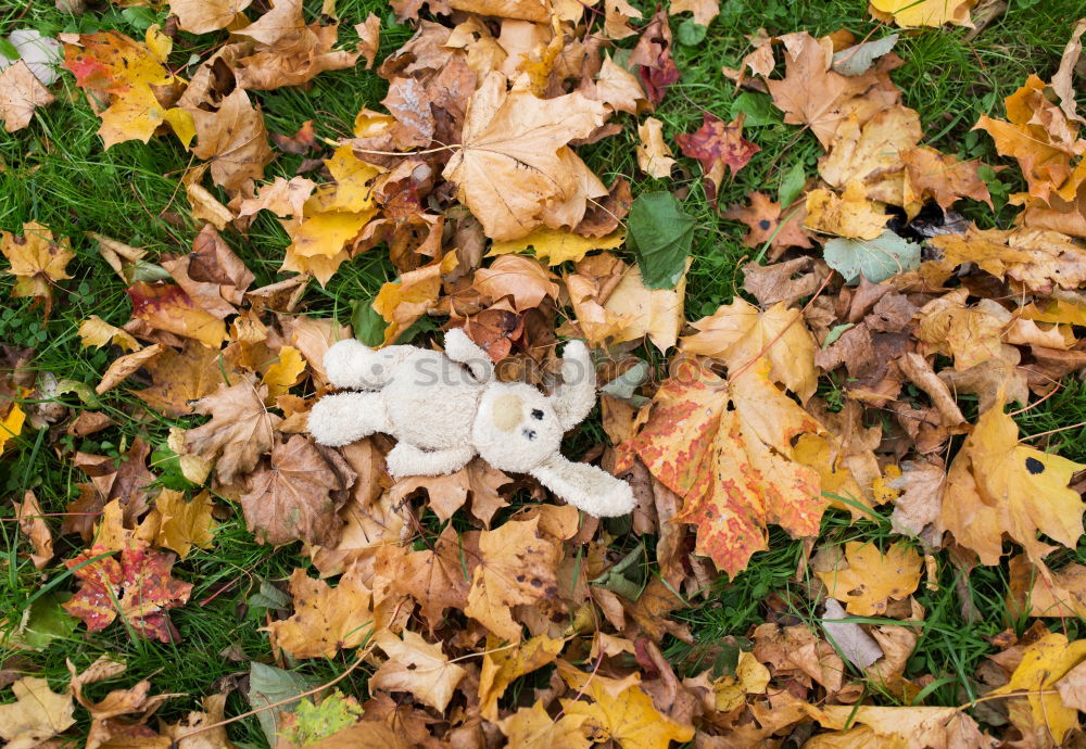 Foto Bild rot-grün… Herbst Blatt