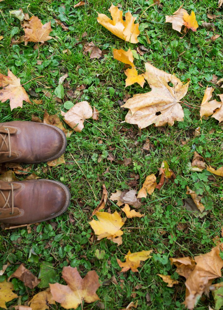 Similar – brown Autumn Cold Leaf Dry