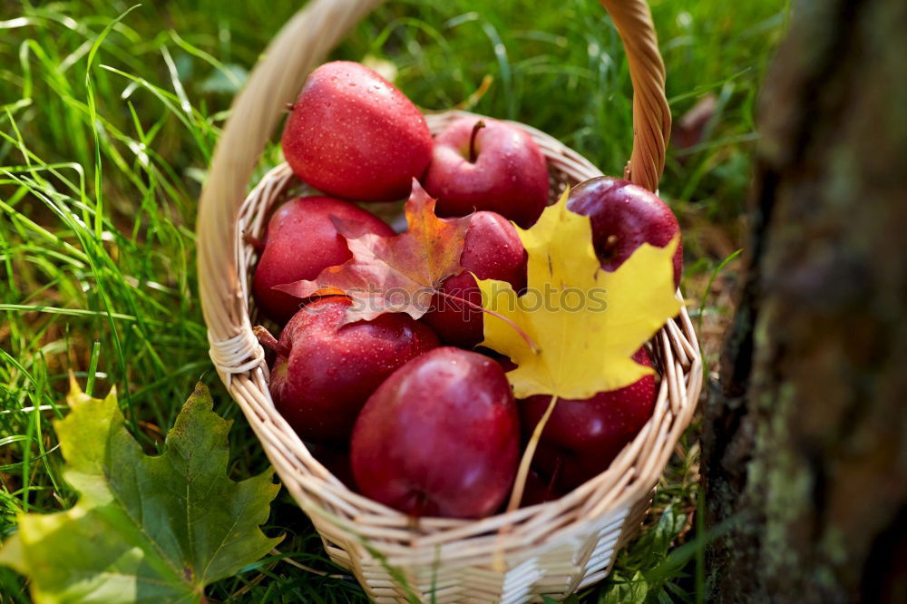 Similar – Image, Stock Photo harvest time Food Fruit