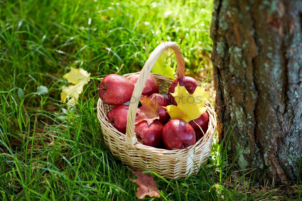 Similar – Image, Stock Photo harvest time Food Fruit