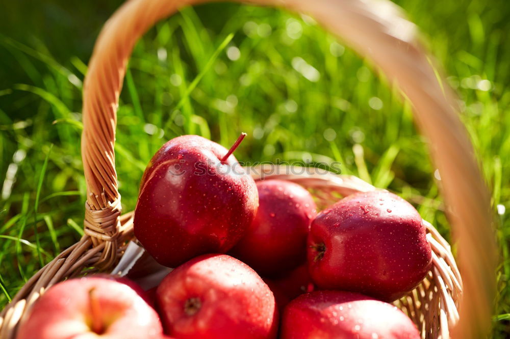 Similar – Image, Stock Photo harvest time Food Fruit