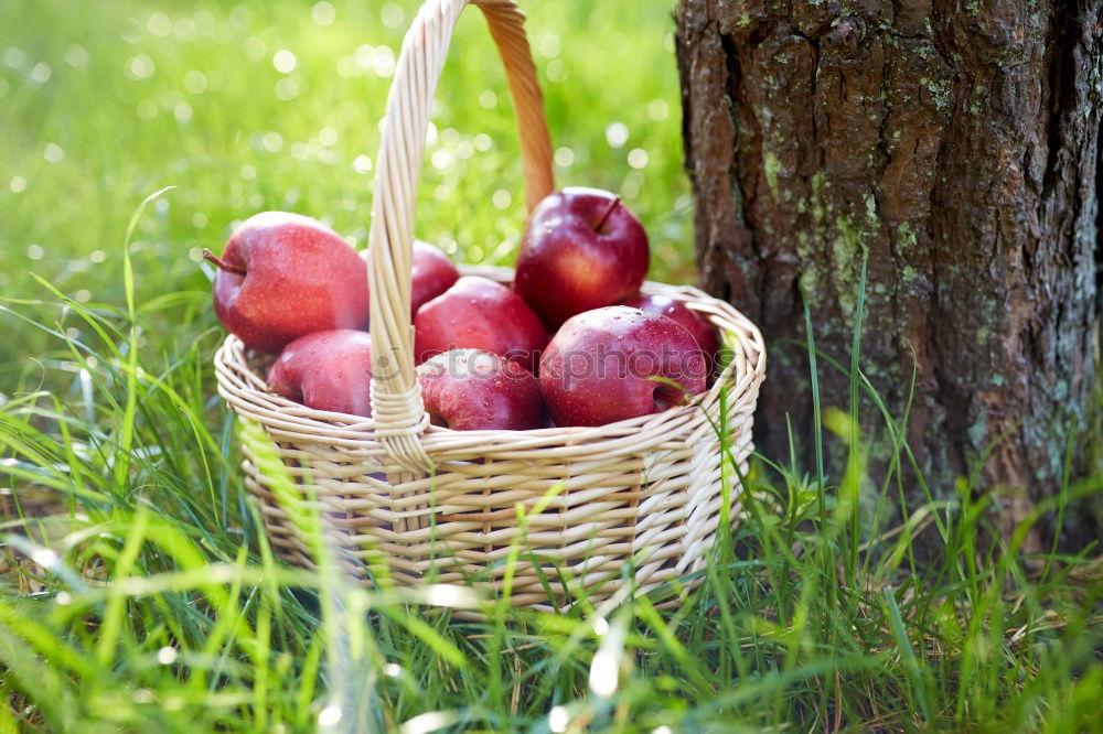 Similar – Image, Stock Photo freshly picked apple with stalk and leaves lies in the wet grass, in the background a wicker basket with many apples