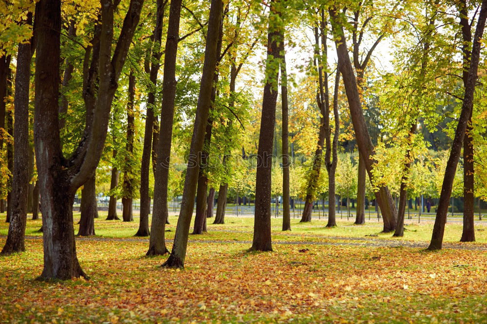 Similar – Image, Stock Photo Avenue in autumn in the Küchwald, Chemnitz