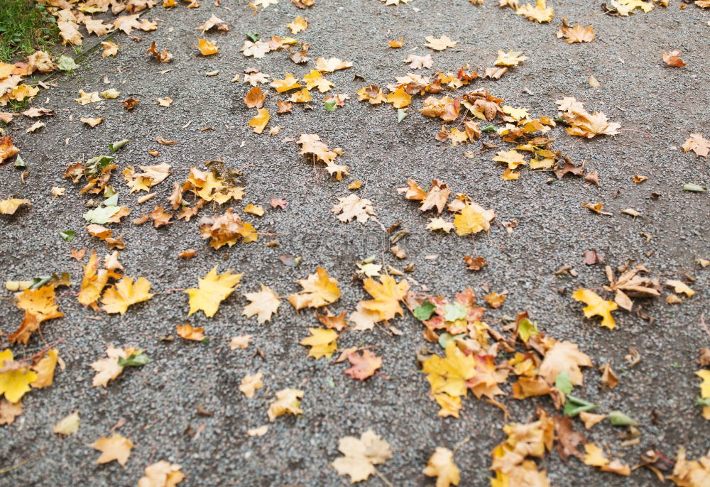 corner of leaves