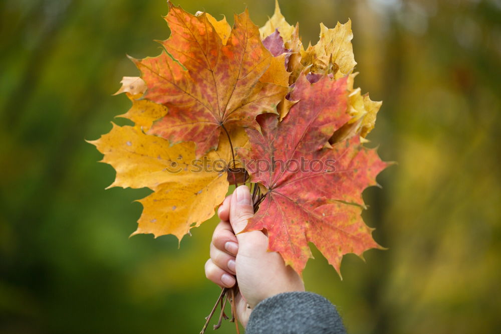 Similar – Image, Stock Photo Little kid with a big leaf in autumn