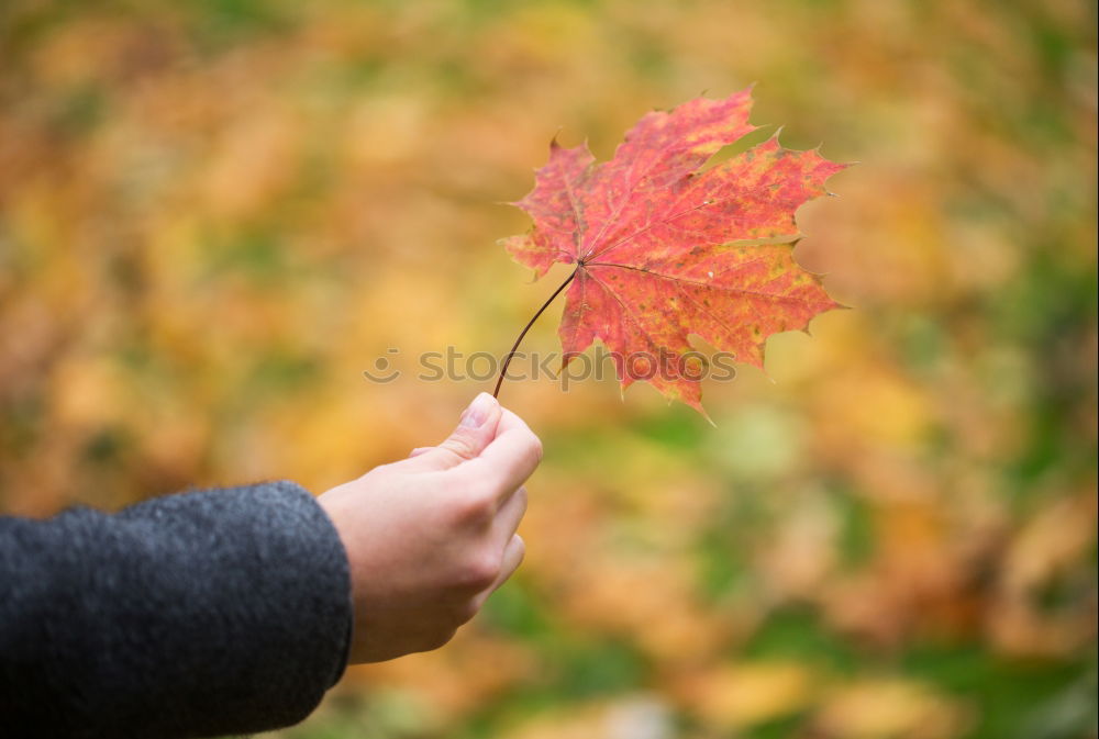 Similar – Image, Stock Photo page collection