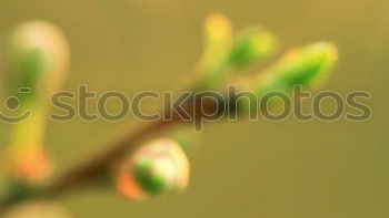 Image, Stock Photo spring Environment Nature