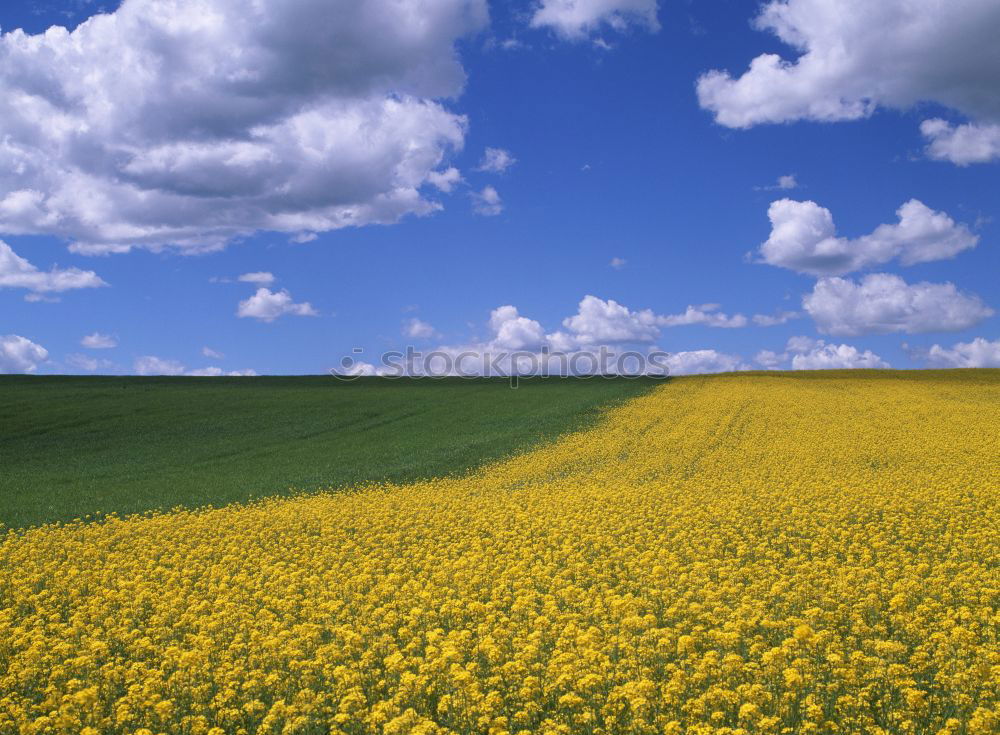 Similar – Gelbe Wiese Hügel gelb