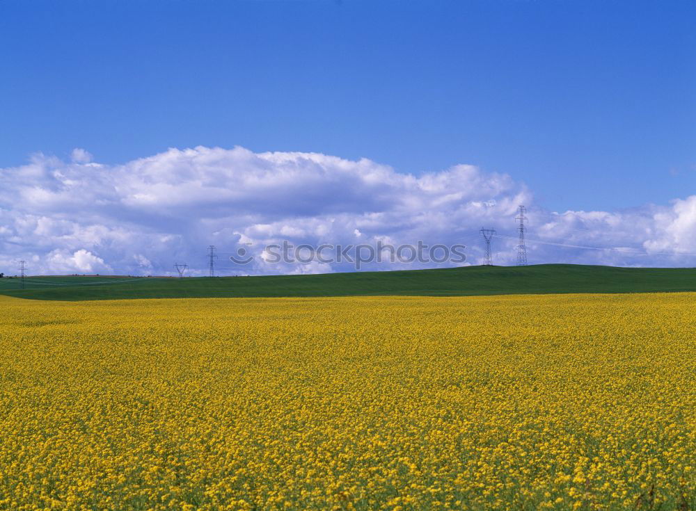 Similar – Gelbe Wiese Hügel gelb