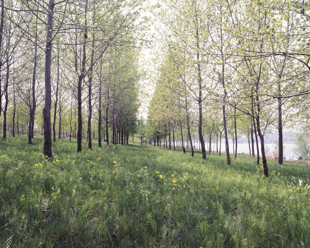 Similar – Foto Bild birkenstock Natur Frühling