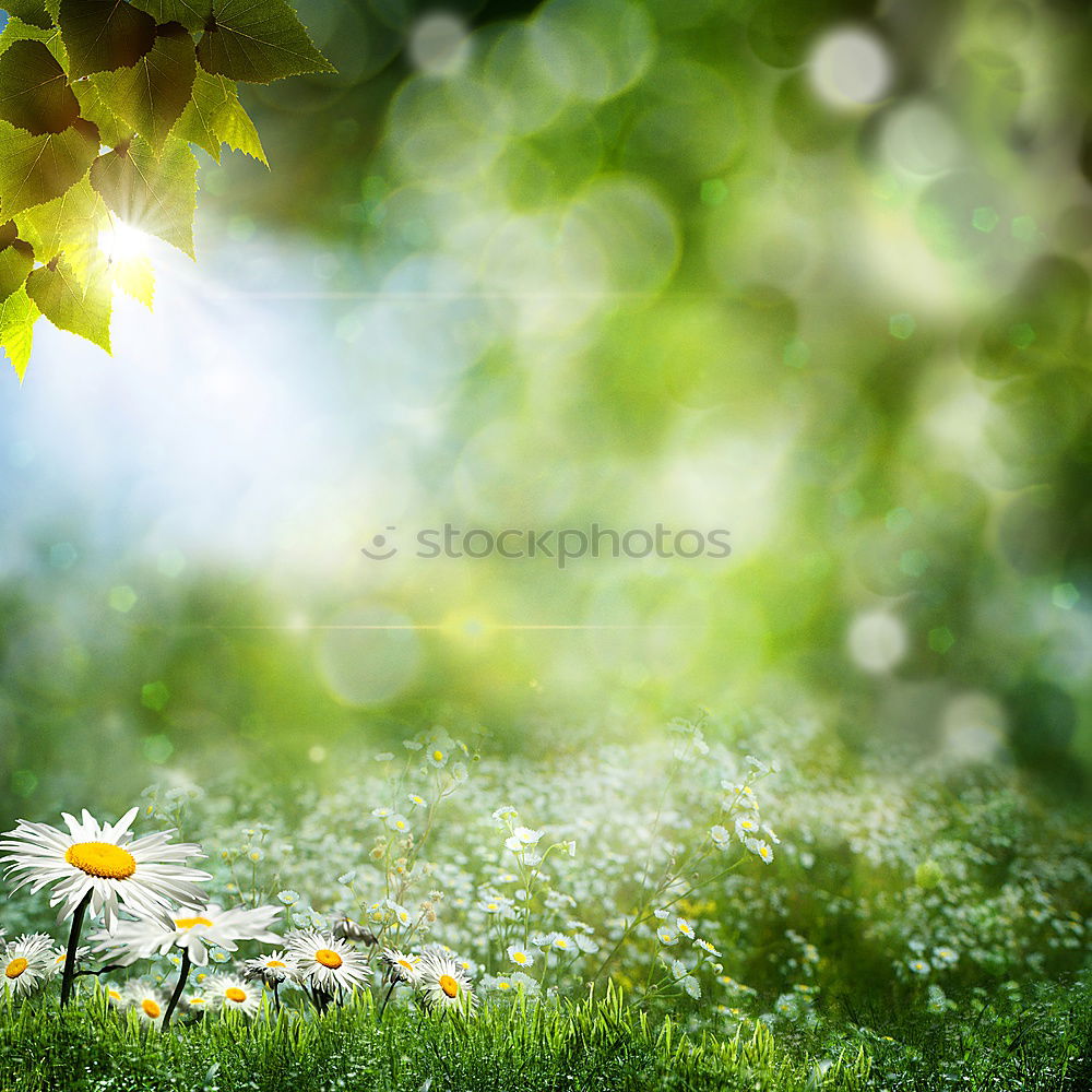 Similar – flower girl Young woman