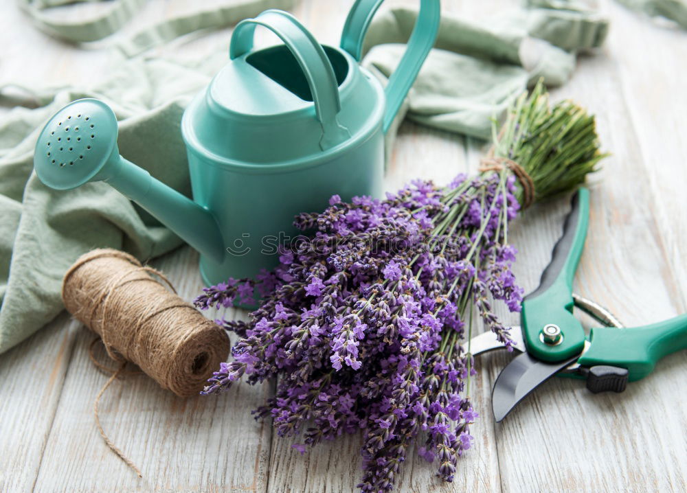 Similar – Gift and bouquet of lilacs on a wooden table