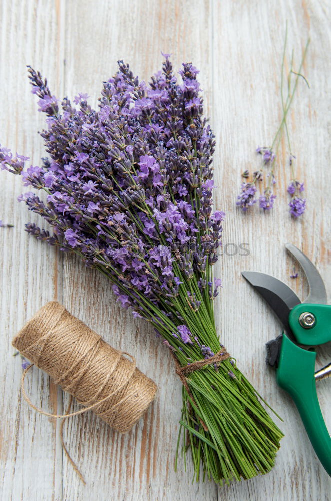 Similar – Gift and bouquet of lilacs on a wooden table