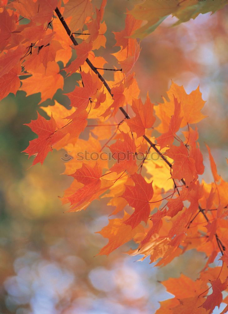 Similar – Image, Stock Photo Autumn Environment Nature