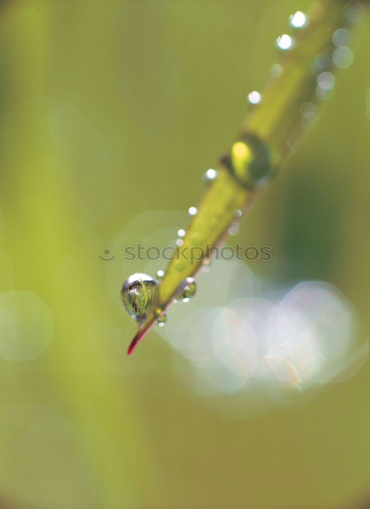 Similar – Foto Bild Liebesspiel im Frühling