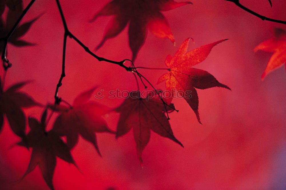 Similar – dwarf maple, bokehisiert