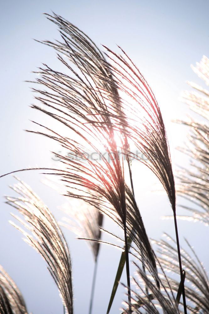 Similar – Sciluf (2) Grass Plant